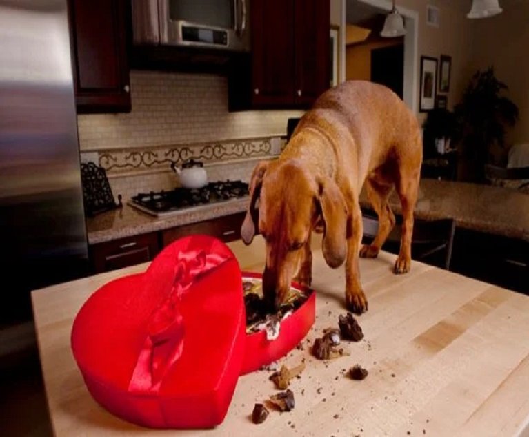 04_Dog eating chocolates_iStock-155247280