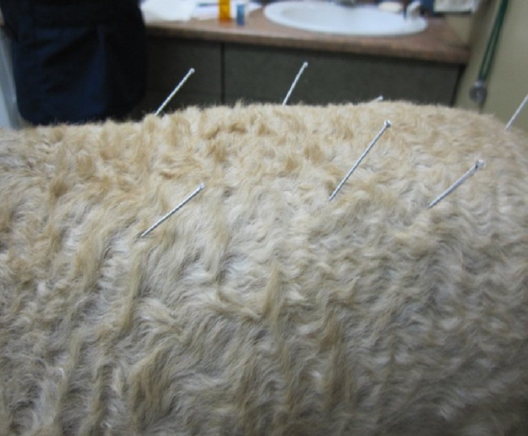 06_Canine_Acupuncture_Wikipedia