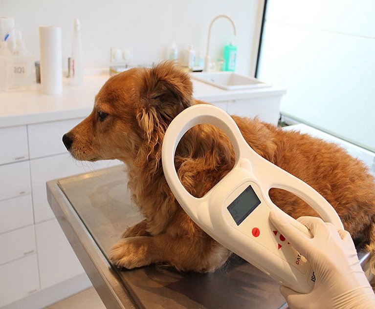 07_Pet Microchip Scan_Wikipedia Commons