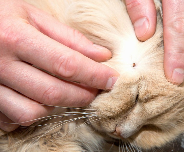 Pet care