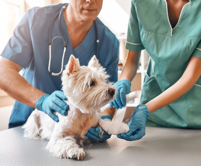 We are always here to help. A team of two veterinarians in work uniform bandaging a paw of a small dog lying on the table at veterinary clinic.