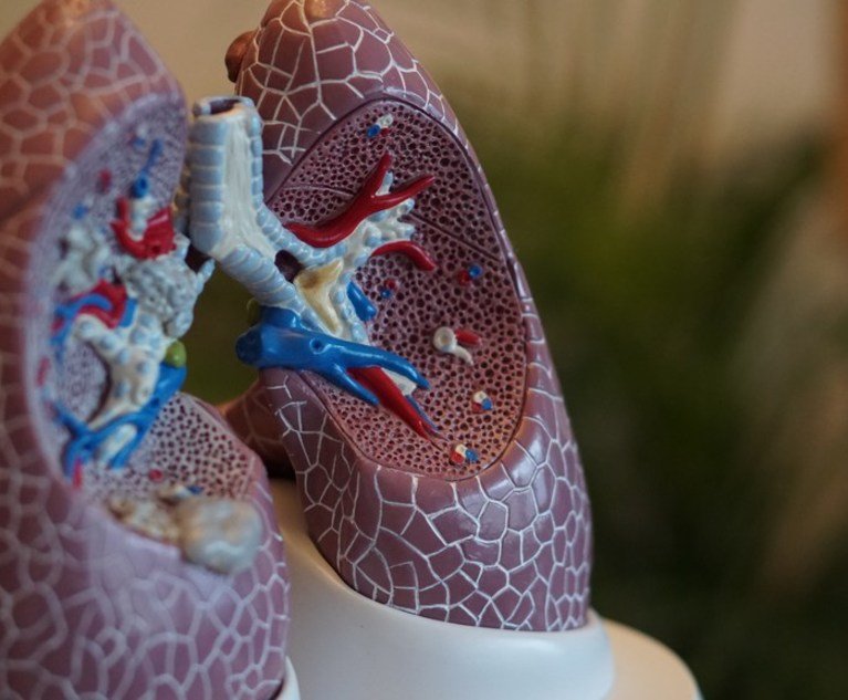 Lungs