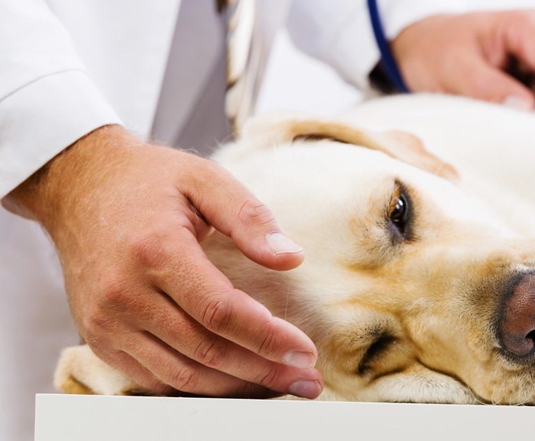 04_Sick-dog