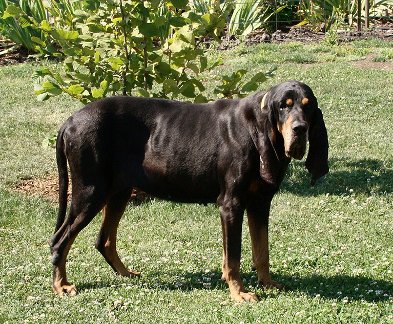 03. 1024px-Black_And_Tan_Coonhound