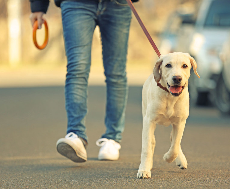 Labrador Dog