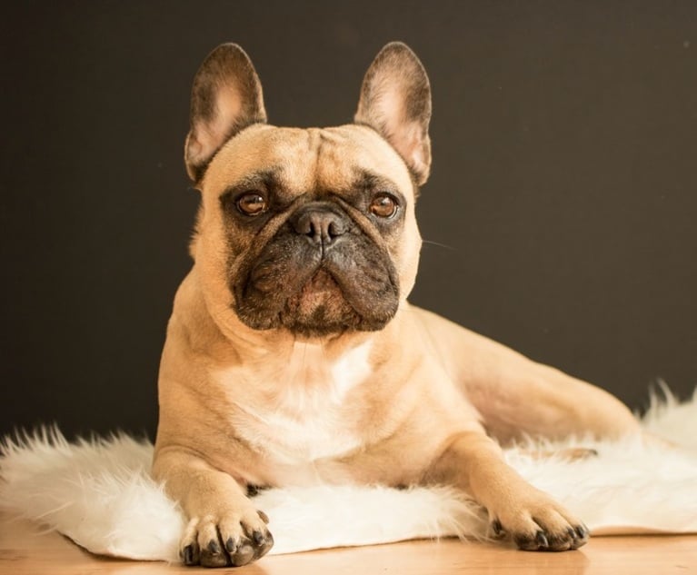 French bulldog