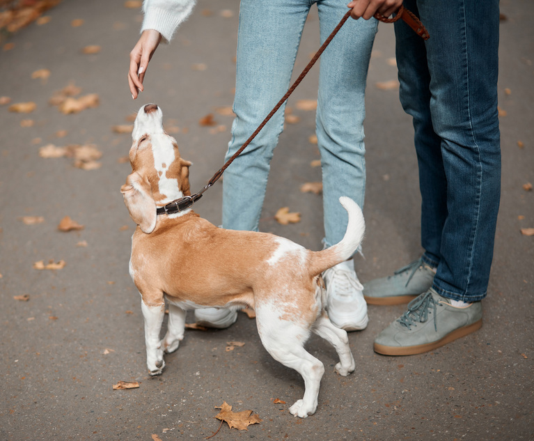 little orange and white dog smelling the palm of owner
