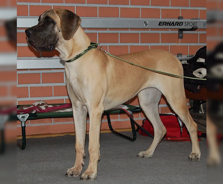 09. Dog_niemiecki_żółty_LM980