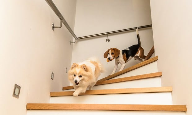 Two dogs running down the stairs