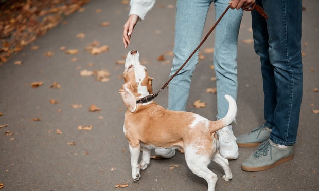 little orange and white dog smelling the palm of owner