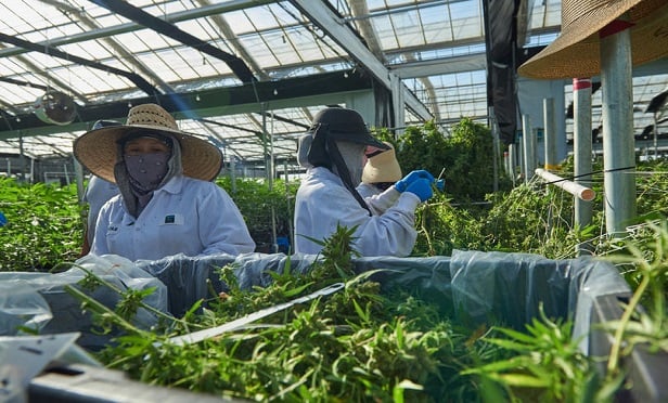 Every employee deserves retirement benefits: Leading Cannabis 401(k)’s guiding principle